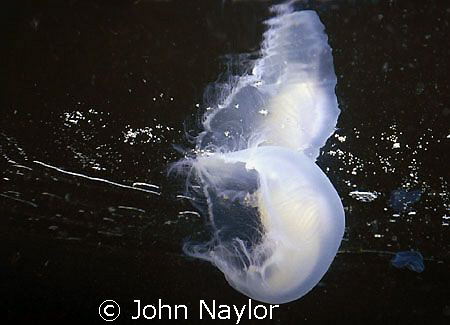 surface reflection. by John Naylor 