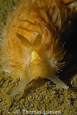 unkown nudi in the Netherlands, D200 by Thomas Lueken 