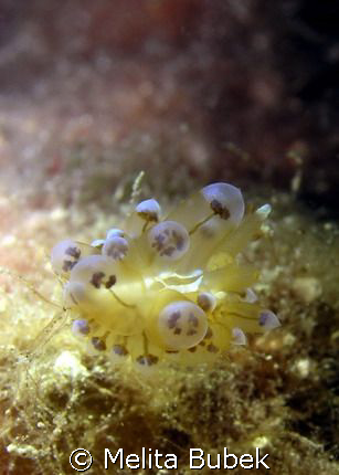 Janolus cristatus, very rare slug,  3cm // f6,3, 1/100s /... by Melita Bubek 