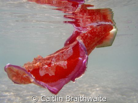 spanish dancer. photo taken in the lagoon on North West I... by Caitlin Braithwaite 