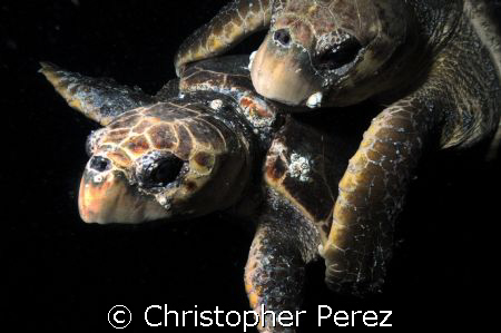 Turtle Love by Christopher Perez 