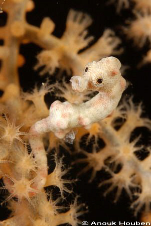 Pygmy seahorse, Hippocampus bargibanti. Picture taken on ... by Anouk Houben 
