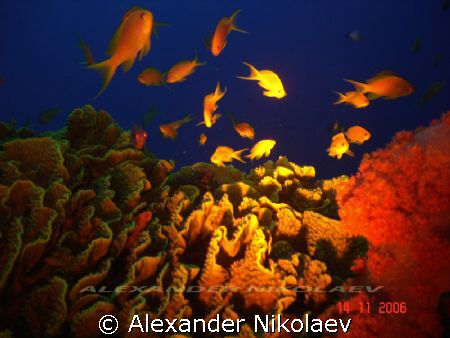 Before sunset. Coral Bay, Aqaba, Jordan by Alexander Nikolaev 