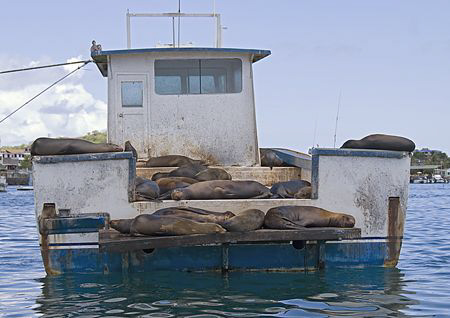 Sealion liveabord.
San Cristobal, Galapagos.
18-200mm. by Mark Thomas 