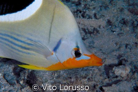 Fish by Vito Lorusso 