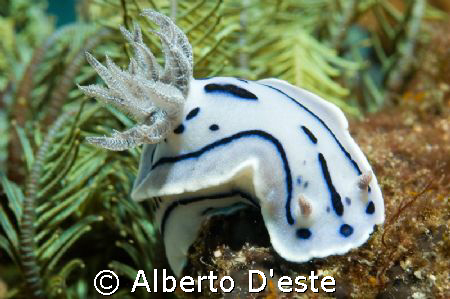 Cromodoris by Alberto D'este 
