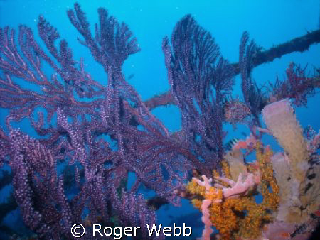 Stern section of the "Shakem" at 30 meters. by Roger Webb 