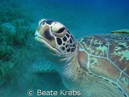 Green SeaTurtle looks a little bit sad , taken with Canon... by Beate Krebs 