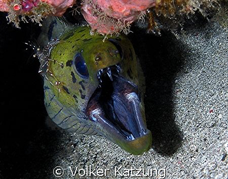 Moray with cleaner shrimp by Volker Katzung 