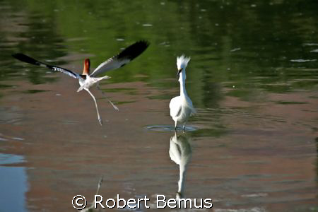 Drama at the cove/The poor Egret was minding its own busi... by Robert Bemus 