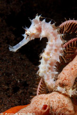 Seahorse found on the Scuba-seraya housereef in North-eas... by Anouk Houben 
