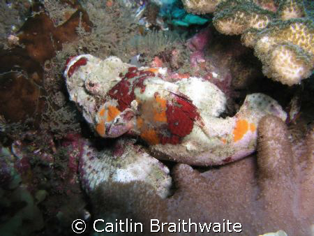 scorpion fish, taken at Julian Rocks, Byron Bay Australia. by Caitlin Braithwaite 