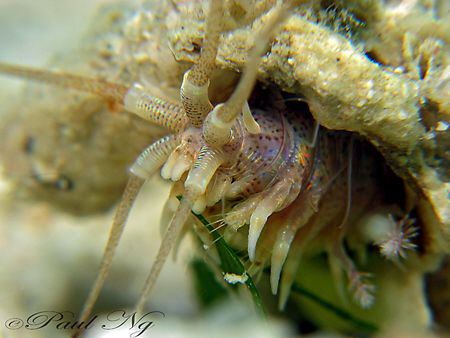 Unknown. Underwater "Alien" by Paul Ng 
