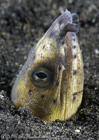 Black-pitted snake eel. Lembeh straits. D200, 60mm. by Derek Haslam 