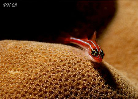 Light & Shadow..

Taken with Canon 400D + 60mm macro le... by Patrick Neumann 