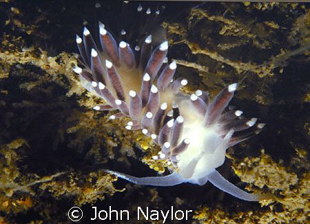 nudibranch.St. Abbs marine reserve scotland by John Naylor 