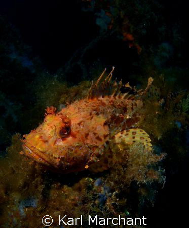 Look... But don't touch!!!!

Huge Scorpionfish on the w... by Karl Marchant 