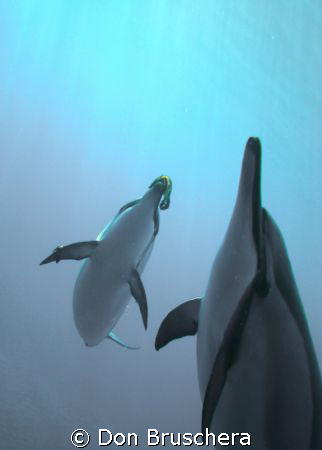 Spinner dolphins play with floating material. The dolphin... by Don Bruschera 