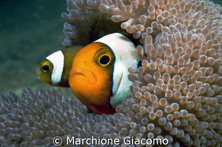 Clown fishes. Moal Boal , Philippines. Nikon D100, double... by Marchione Giacomo 