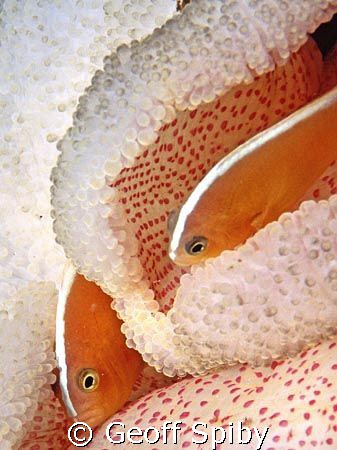 anemonefish looking very comfortable
Taken at Sipidan  by Geoff Spiby 
