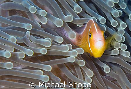 looks like a clown fish month. by Michael Shope 