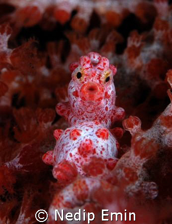 Do you wanna have a kiss?

A beautifull image of a pygm... by Nedip Emin 