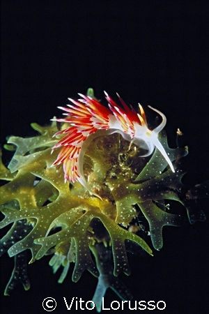 Nudibranchs - Cratena peregrina by Vito Lorusso 