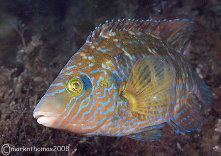 Corkwing wrasse.
Trefor Pier, N. Wales.
60mm. by Mark Thomas 