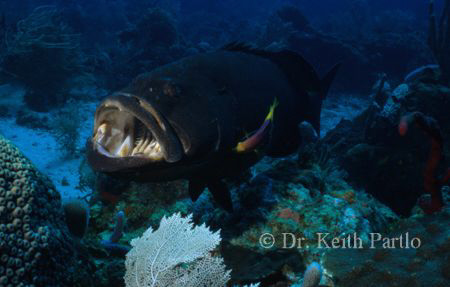 Seabass Mycteroperca bonaci At grooming station by Keith Partlo 