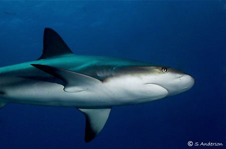 This photo was taken off Nassau while diving with Stuart ... by Steven Anderson 