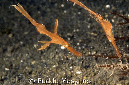 lembeh strait 2 gosth pipe nikon d2x 60mm macro  by Puddu Massimo 