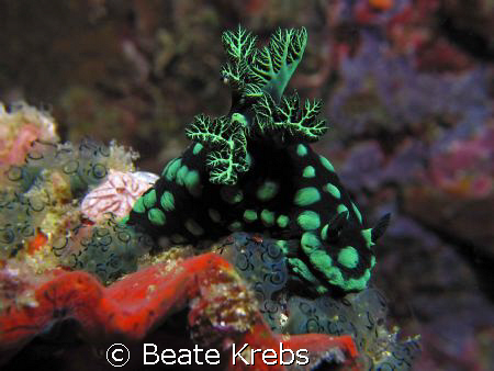 Nembrotha, Canon S70 with Macro Lens  by Beate Krebs 