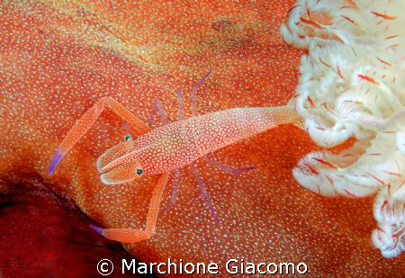Dancer: Walea 2007, Tongian Islands
Nikon D200 , double ... by Marchione Giacomo 