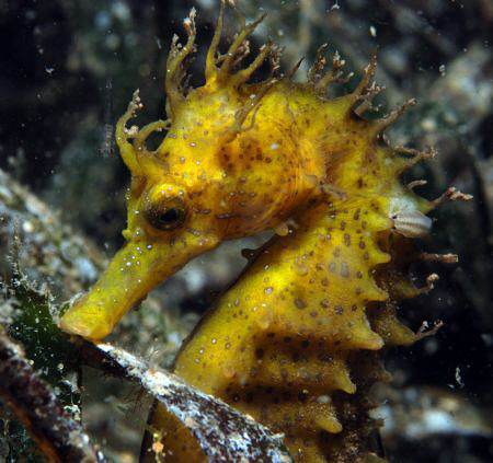 check the head, there is a small shrimp! and check its ba... by Andy Kutsch 