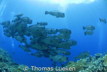 bumphead swarm in Sipadan, D200 by Thomas Lueken 