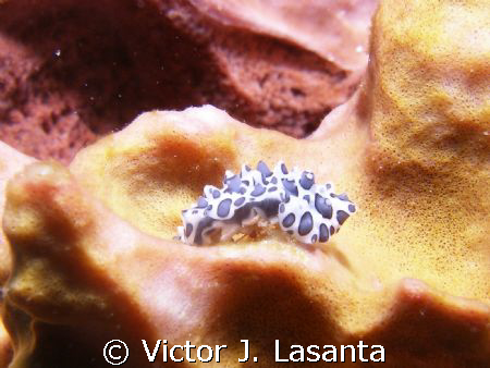 flat worm in sponge at chimenea dive site in parguera area!! by Victor J. Lasanta 