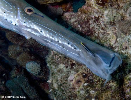 Trumpetfish getting cleaned in Bonaire, May 2008. Canon 4... by Susan Lunn 