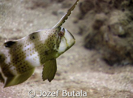 juvenile peacock razor wrasse,haloa point,makena,maui by Jozef Butala 