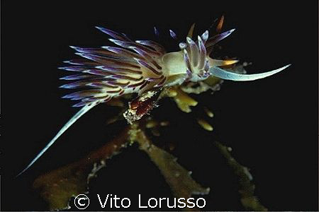 Nudibranchs - Cratena peregrina by Vito Lorusso 