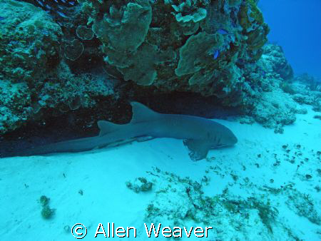 resting. by Allen Weaver 