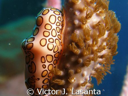 flamingo tongue at super bowl dive site in parguera area! by Victor J. Lasanta 