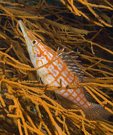 Longnose Hawkfish (Oxycirrhites typus) in Anilao. by Jim Chambers 