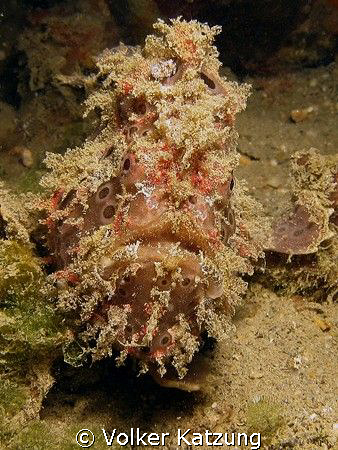 Frogfish by Volker Katzung 