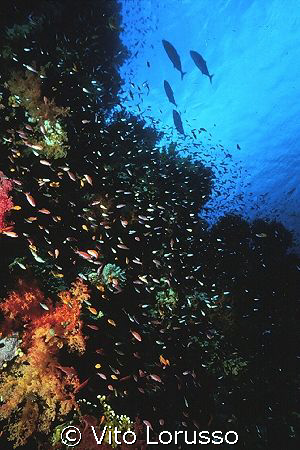 Reef by Vito Lorusso 