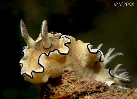 NUDI POSING - for my Canon 400D+100mm macro lens at Koh D... by Patrick Neumann 