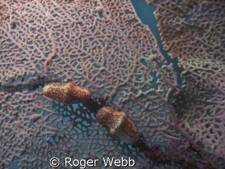 Flamingo Tongue on fan coral by Roger Webb 