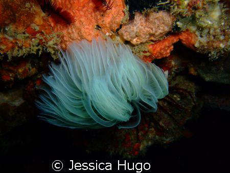 feather-duster worm by Jessica Hugo 
