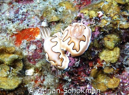 Mating Nudi... Redang Island Olympus E-330 + 50mm Macro by Adrian Schokman 