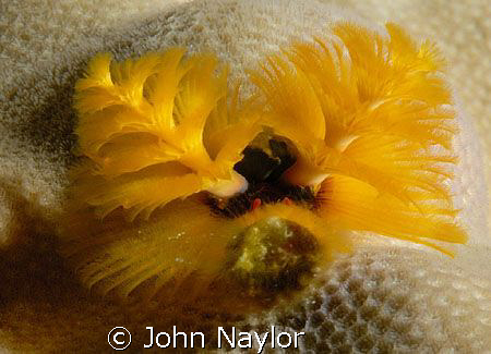 christmas tree worm. by John Naylor 