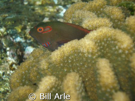 Big Island, Hawaii..Olympus SP350 Macro setting by Bill Arle 
